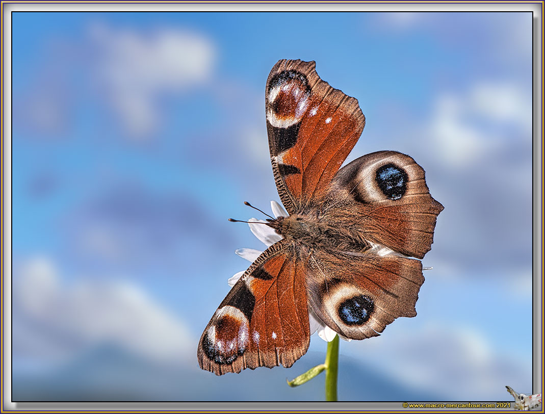 Grand Paon de jour